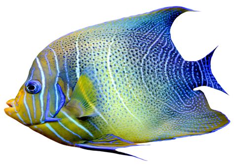 transparent fish|transparent fish images.